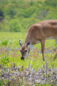 shenandoah-national-park1