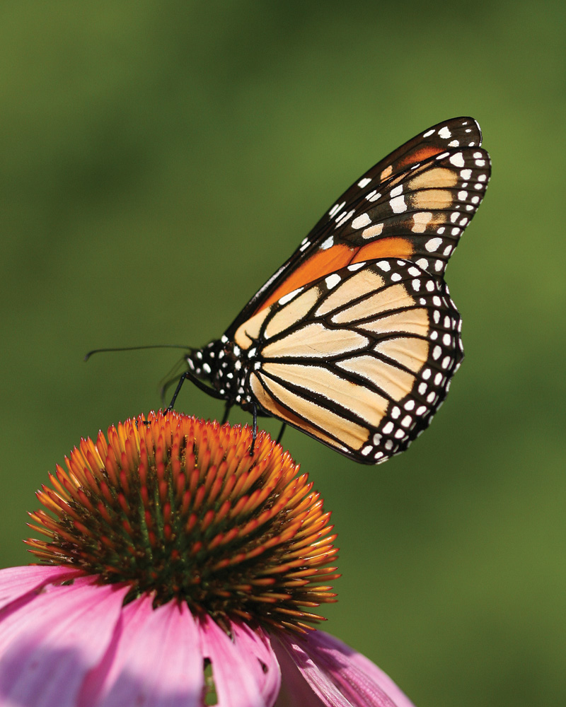 Pollinators - butterfly