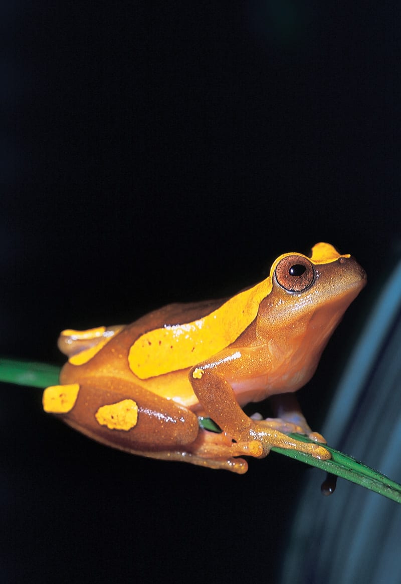 Tree frog rainforest