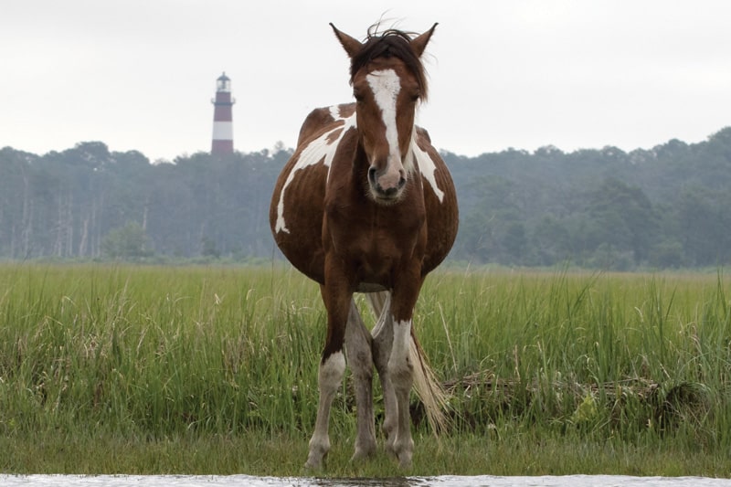 Chincoteague, Virginia