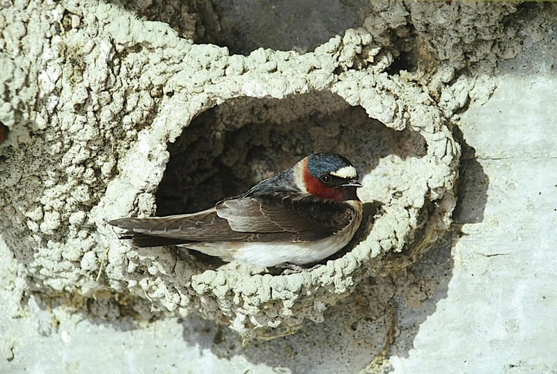 Cliff Swallow