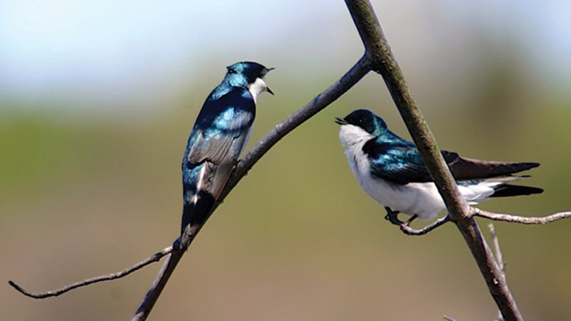 Tree_Swallows Uhlman