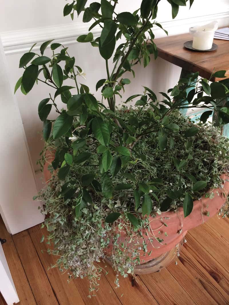 House plant