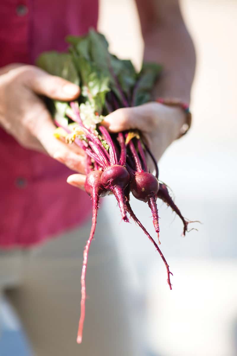 Beets | Photograph by Diane Hubbell, courtesy of Pippin Hill Farm & Vineyards