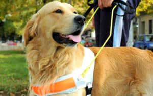 Hero dogs Image
