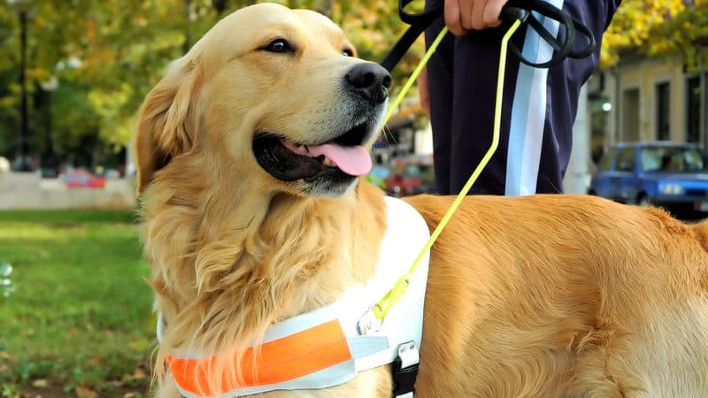 Hero dogs Image