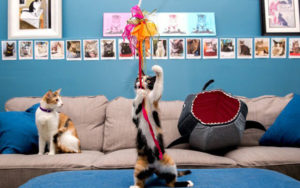 cat cafe Image