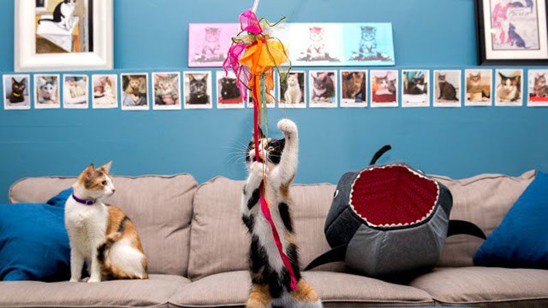 cat cafe Image