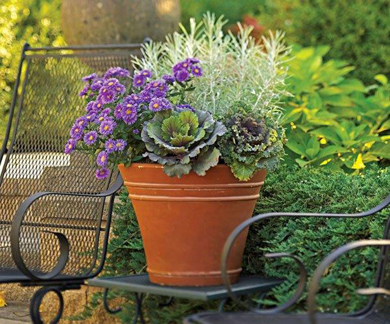 Plan to Plant For YearRound Color Fall Gardening Boomer Magazine