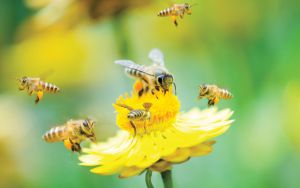 Attracting Pollinators Image
