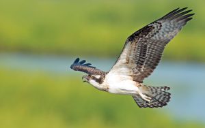 RVA Osprey Cam Image