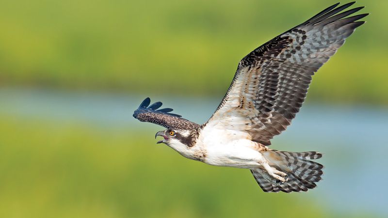 RVA Osprey Cam Image