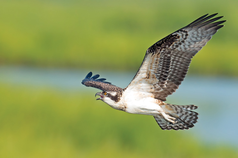 RVA Osprey Cam