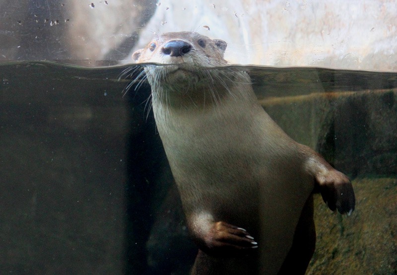 Introducing the New Maymont Park Otters Boomer Magazine