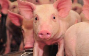 Pork Image