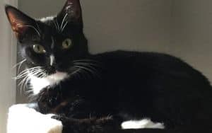 Foster Cat Image