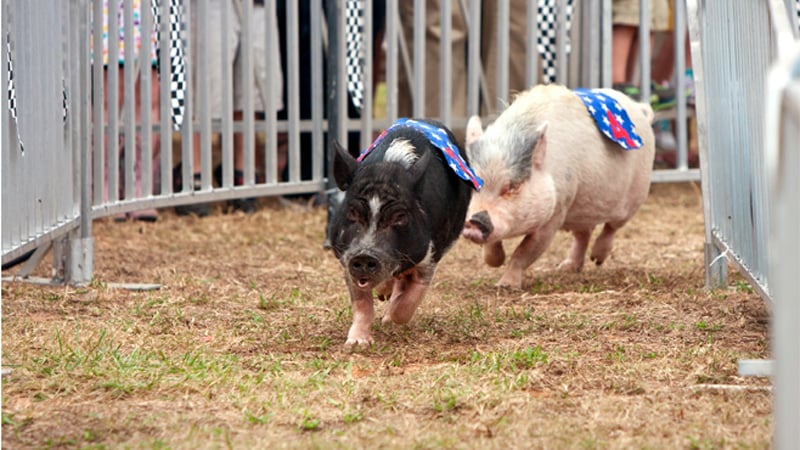 Chesterfield County Fair, for What's Booming, August 22 +
