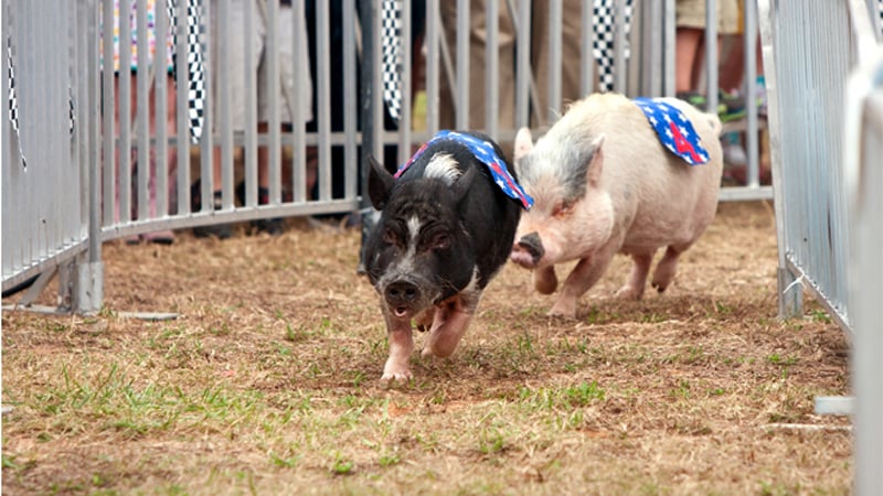 Chesterfield County Fair