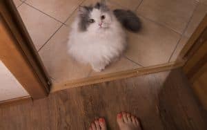 Abandoned Cat Image