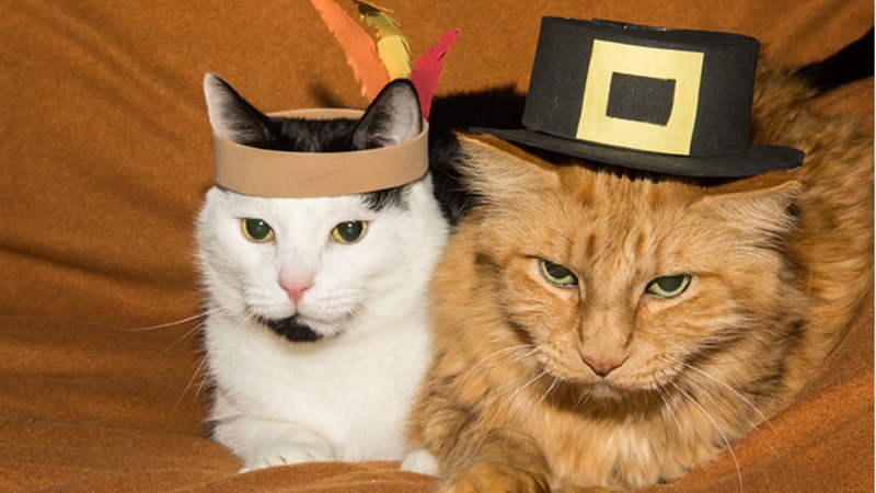 Thanksgiving cats
