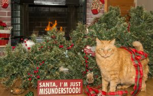 Naughty Christmas cat Image