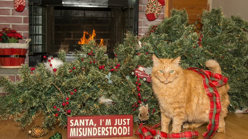 Naughty Christmas cat