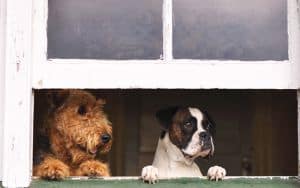 Dogsitter Image