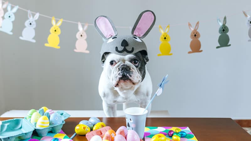 Easter_Dog