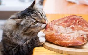 Hungry_Cat Image