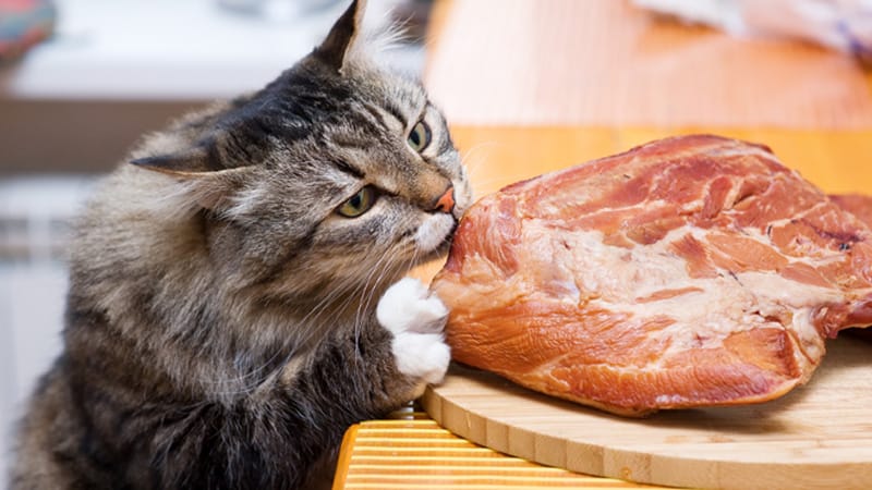 Hungry_Cat