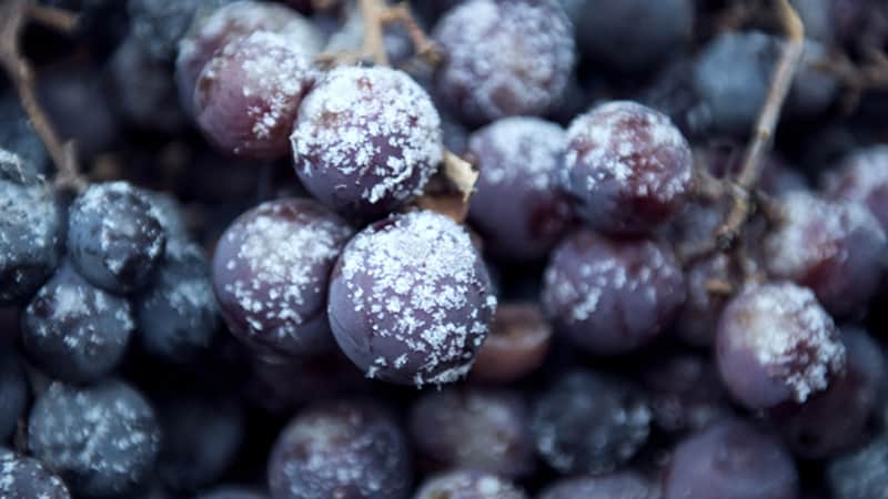 Snow Grapes