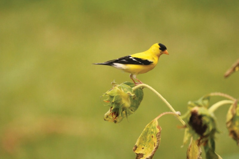 American Goldfinch