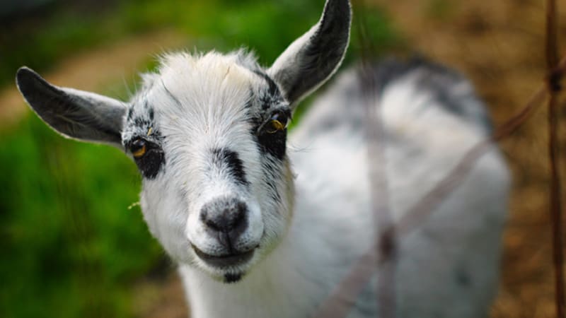 Baby_Goat
