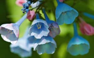 Flora of Virginia app Image