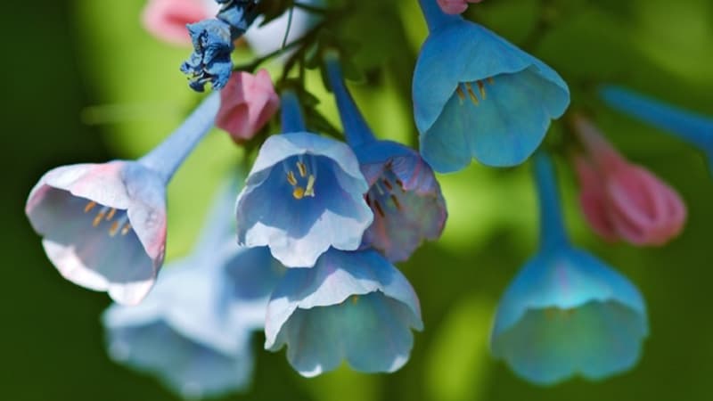 Flora Virginica