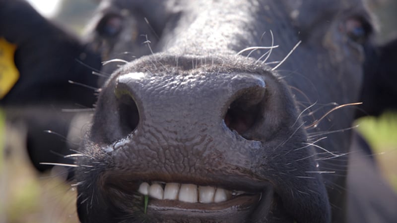 Happy_Cow