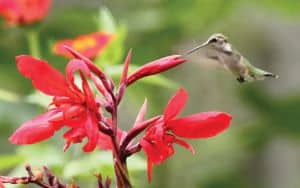 Ruby_Throated hummingbird, a common sight for summer birding - with the right plants or a feeder Image