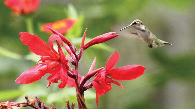 Ruby_Throated hummingbird, a common sight for summer birding - with the right plants or a feeder