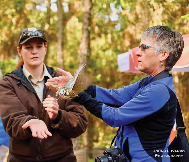 BOOMER editor Annie Tobey releasing a banded wood thrush | Photograph by John D. Ivanko Photography