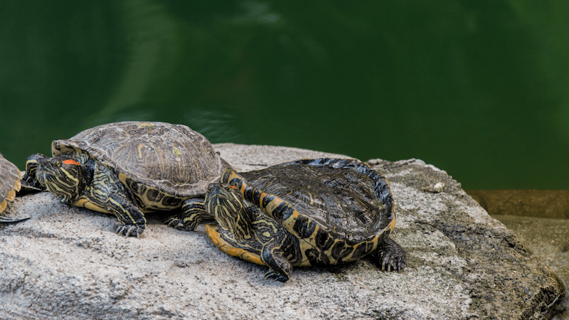 Maymont_Turtles