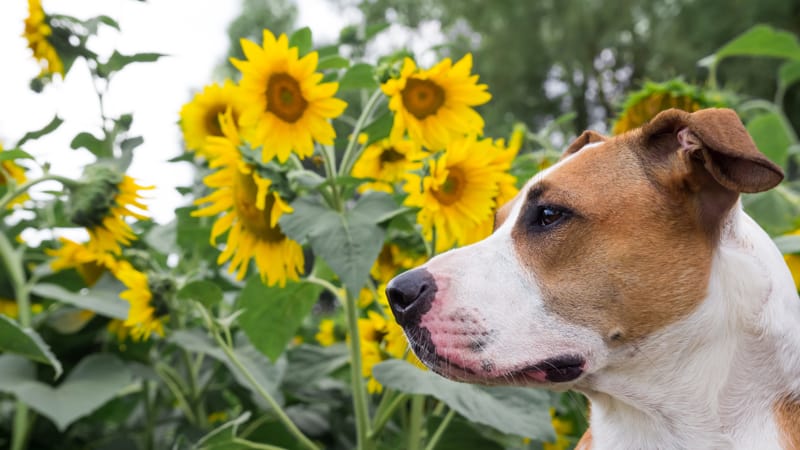 Sunflowers Lickinghole Creek