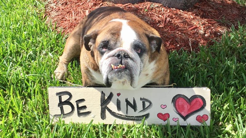 Be_Kind kindness sign Image