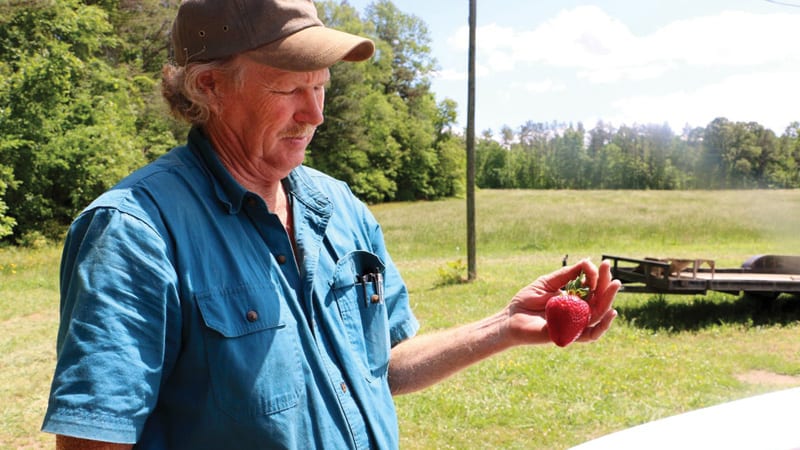 Chesterfield_Berry_Farm