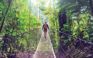 Hanging Bridges Trail at Mistico Park: For article on Pura Vida at Costa Rica Image