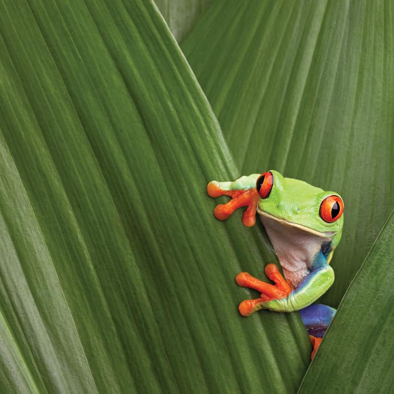 Red-eyed tree frog