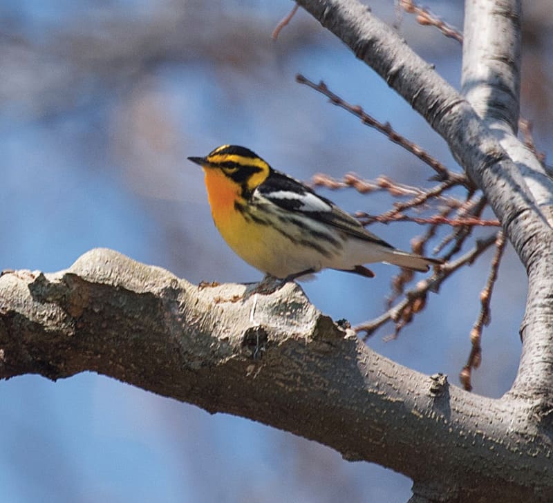 A Blackburnian warbler (in its spring breeding plumage), which mingles with exotic Central and South American birds in its wintering grounds.