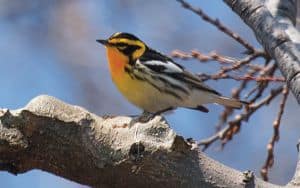 Blackburnian_Warbler Image