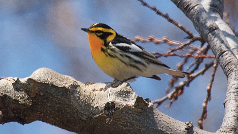 Blackburnian_Warbler