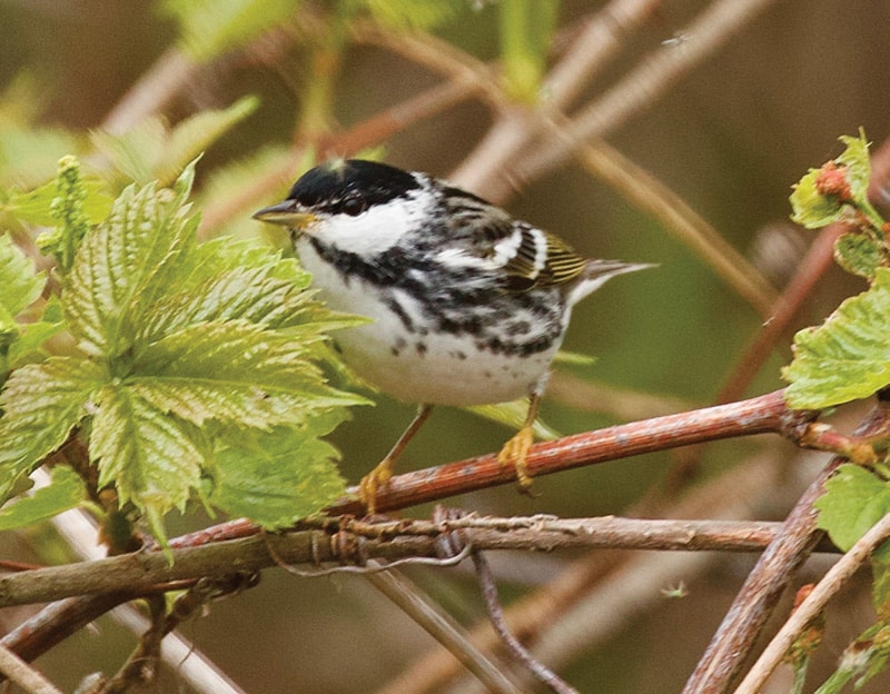 A Blackpoll warbler (in its spring breeding plumage), whose flight to its wintering grounds is the longest of any warbler species