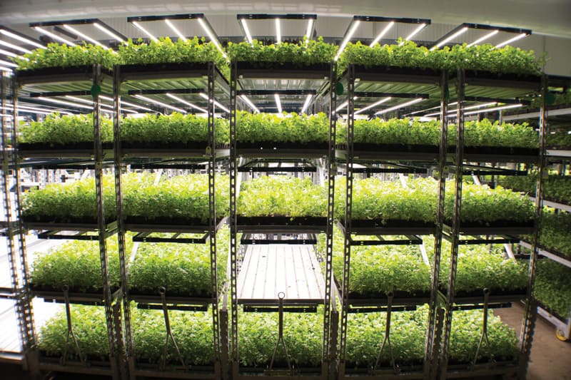 Vertical Farming | Photograph courtesy of Shenandoah Growers